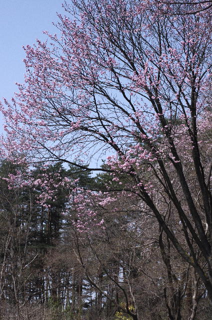 ooyama桜.jpg